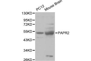 Parkin antibody  (AA 1-300)
