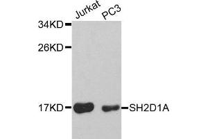 利用SH2D1A抗体对不同细胞系提取物进行Western blot分析。（SH2D1A抗体（AA 1-128））