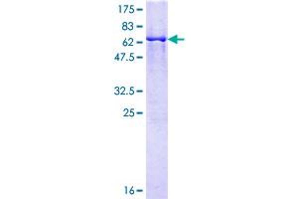 GRAP2 Protein (AA 1-330) (GST tag)