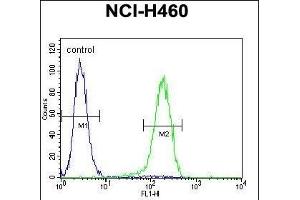 PREF6 Antibody (C-term) (ABIN655365 and ABIN2844922) flow cytometric analysis of NCI- cells (right histogr) compared to a negative control cell (left histogr). (PRAMEF6 antibody  (C-Term))