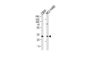 H2AFY2 Antibody (Center) (ABIN1881401 and ABIN2838461) western blot analysis in CEM,NCI- cell line lysates (35 μg/lane). (H2AFY2 antibody  (AA 148-169))