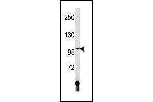LIG4 Antibody (N-term) (ABIN1881497 and ABIN2843215) western blot analysis in human placenta tissue lysates (35 μg/lane). (LIG4 antibody  (N-Term))