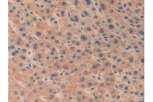 ODC1 antibody  (AA 15-259)
