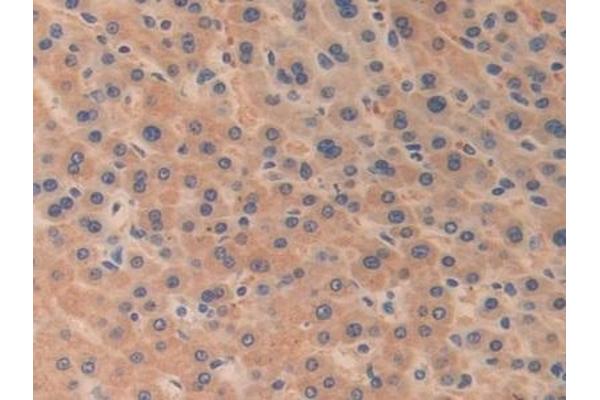 ODC1 antibody  (AA 15-259)