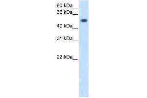 Transfected 293T; WB Suggested Anti-TOR3A Antibody Titration: 0. (TOR3A antibody  (Middle Region))