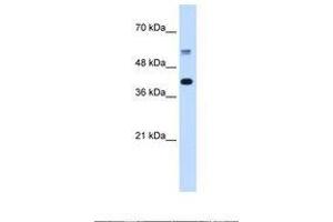 Image no. 1 for anti-Poly-U Binding Splicing Factor 60KDa (PUF60) (C-Term) antibody (ABIN320590) (PUF60 antibody  (C-Term))