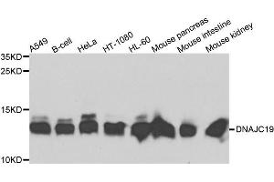 Western blot analysis of extracts of various cells, using DNAJC19 antibody. (DNAJC19 antibody)