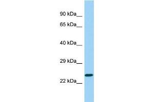 Western Blotting (WB) image for anti-Insulin-Like Growth Factor Binding Protein-Like 1 (IGFBPL1) (C-Term) antibody (ABIN2790638) (IGFBPL1 antibody  (C-Term))