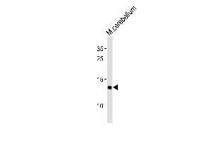 Western blot analysis of lysates from mouse cerebellum tissue (from left to right), using EIF1 Antibody (C-term) (ABIN6242931 and ABIN6577889).
