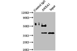 Immunoprecipitating ANXA1 in K562 whole cell lysate Lane 1: Rabbit control IgG instead of ABIN7144255 in K562 whole cell lysate. (Annexin a1 antibody  (AA 5-346))