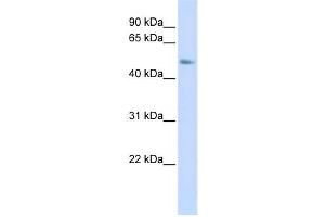 Western Blotting (WB) image for anti-Chromosome 15 Open Reading Frame 27 (C15orf27) antibody (ABIN2459594) (C15orf27 antibody)