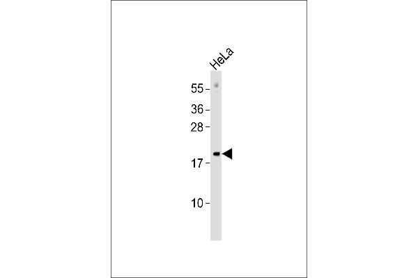 MRPL17 antibody