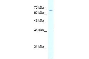 GABRD antibody (20R-1331) used at 0. (GABRD antibody  (N-Term))