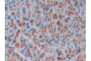 Detection of OSTN in Mouse Pancreas Tissue using Polyclonal Antibody to Osteocrin (OSTN) (Osteocrin antibody  (AA 26-130))