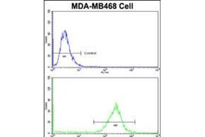 Flow cytometric analysis of MDA-MB468 cells using PRDX3 Antibody (N-term)(bottom histogram) compared to a negative control cell (top histogram)FITC-conjugated goat-anti-rabbit secondary antibodies were used for the analysis. (Peroxiredoxin 3 antibody  (N-Term))