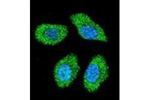 Confocal immunofluorescent analysis of IER3 / IEX1 Antibody (N-term) Cat. (IER3 antibody  (N-Term))