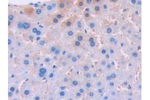 Immunohistochemistry (IHC) image for anti-Urocortin 3 (UCN3) (AA 24-149) antibody (ABIN7435364)
