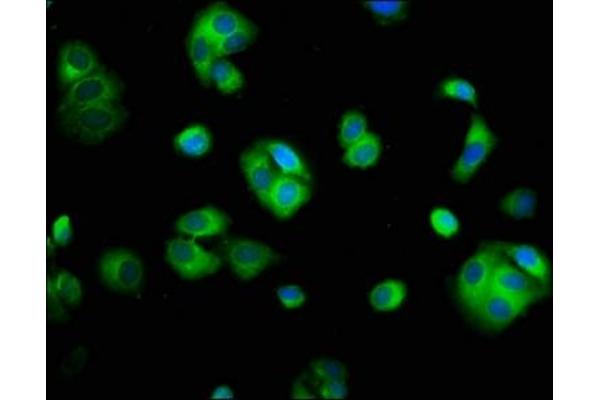 SMC2 antibody  (AA 861-968)