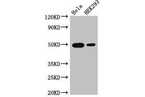 Western Blot Positive WB detected in: Hela whole cell lysate, HEK293 whole cell lysate All lanes: JUND antibody at 3 μg/mL Secondary Goat polyclonal to rabbit IgG at 1/50000 dilution Predicted band size: 36 kDa Observed band size: 50 kDa (JunD antibody  (AA 1-136))