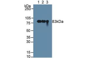 Figure. (PIGR antibody  (AA 462-561))