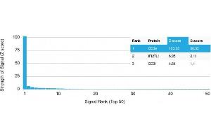 Analysis of Protein Array containing more than 19,000 full-length human proteins using CD3e Mouse Monoclonal Antibody (C3e/2478) Z- and S- Score: The Z-score represents the strength of a signal that a monoclonal antibody (MAb) (in combination with a fluorescently-tagged anti-IgG secondary antibody) produces when binding to a particular protein on the HuProtTM array.