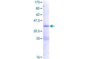 PDE6H Protein (AA 1-83) (GST tag)