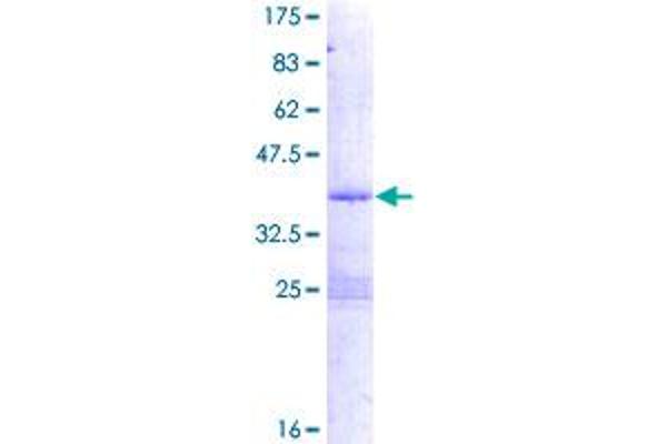 PDE6H Protein (AA 1-83) (GST tag)