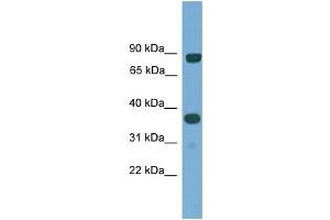 Western Blotting (WB) image for anti-KH Domain Containing, RNA Binding, Signal Transduction Associated 2 (KHDRBS2) (N-Term) antibody (ABIN2785231)