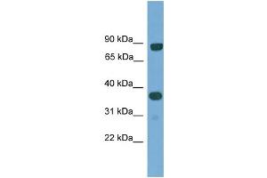 WB Suggested Anti-KHDRBS2 Antibody Titration: 0. (KHDRBS2 antibody  (N-Term))