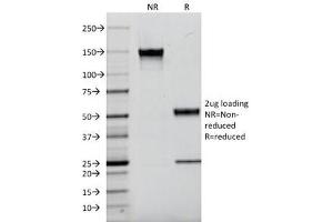 SDS-PAGE Analysis of Purified, BSA-Free Kappa Light Chain Antibody (clone L1C1). (Mouse anti-Human kappa Light Chain Antibody)