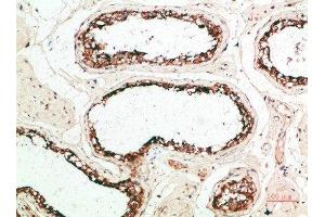Immunohistochemical analysis of paraffin-embedded human-testis, antibody was diluted at 1:200 (MZB1 antibody  (AA 1-50))