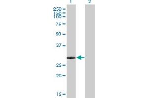Western Blot analysis of ING5 expression in transfected 293T cell line by ING5 MaxPab polyclonal antibody. (ING5 antibody  (AA 1-240))