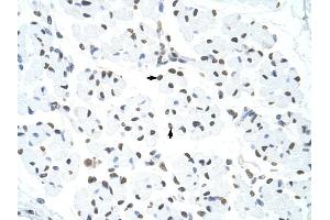 HNRPUL1 antibody was used for immunohistochemistry at a concentration of 4-8 ug/ml to stain Skeletal muscle cells (arrows) in Human Muscle. (HNRNPUL1 antibody  (C-Term))