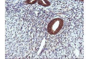 Image no. 3 for anti-D-Dopachrome Tautomerase (DDT) antibody (ABIN1497795)