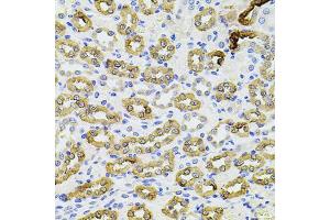 Immunohistochemistry of paraffin-embedded rat kidney using PIK3CA antibody. (PIK3CA antibody)