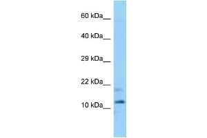 WB Suggested Anti-Phpt1 Antibody Titration: 1. (PHPT1 antibody  (C-Term))