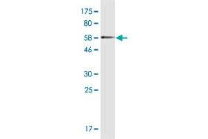 Western Blot detection against Immunogen (54. (MYOZ2 antibody  (AA 1-264))