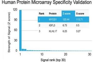 Analysis of HuProt(TM) microarray containing more than 19,000 full-length human proteins using recombinant MyoD1 antibody (clone rMYD712).