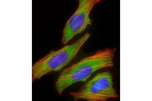 Immunofluorescent analysis of 4 % paraformaldehyde-fixed, 0. (DBH antibody  (N-Term))