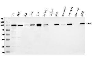 Western blot analysis of BUB1 using anti-BUB1 antibody (ABIN3043764).