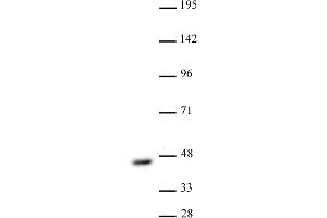 CBX8 antibody (pAb) tested by Western blot. (CBX8 antibody  (C-Term))