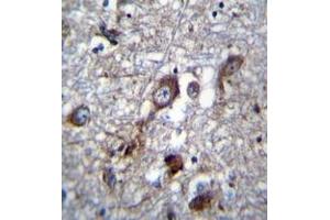 Immunohistochemistry analysis in formalin fixed and paraffin embedded human brain tissue reacted with PLEKHH1 Antibody (C-term) followed which was peroxidase conjugated to the secondary antibody and followed by DAB staining. (PLEKHH1 antibody  (C-Term))