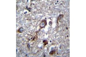 Immunohistochemistry analysis in formalin fixed and paraffin embedded human brain tissue reacted with PLEKHH1 Antibody (C-term) followed which was peroxidase conjugated to the secondary antibody and followed by DAB staining. (PLEKHH1 antibody  (C-Term))