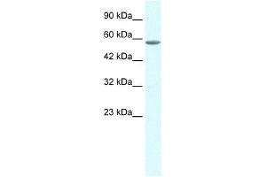 WB Suggested Anti-GTF2E1 Antibody Titration:  0. (GTF2E1 antibody  (C-Term))
