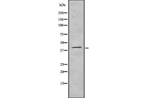 Western blot analysis of TAAR2 using 293 whole cell lysates (GPR58 antibody  (N-Term))