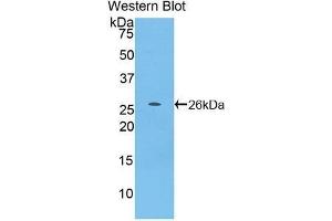 Western Blotting (WB) image for anti-Tumor Necrosis Factor (Ligand) Superfamily, Member 14 (TNFSF14) antibody (FITC) (ABIN1863235) (TNFSF14 antibody  (FITC))