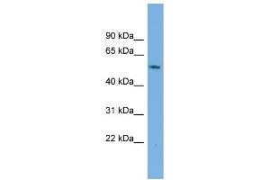 WB Suggested Anti-GAS8 Antibody Titration:  0. (GAS8 antibody  (Middle Region))