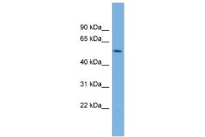 WB Suggested Anti-GAS8 Antibody Titration:  0.