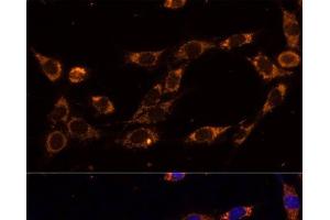 Immunofluorescence analysis of NIH-3T3 cells using TRAP1 Polyclonal Antibody at dilution of 1:100 (40x lens). (TRAP1 antibody)