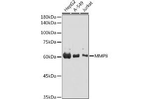 Western blot analysis of extracts of various cell lines, using MMP8 antibody (ABIN3015770, ABIN3015771, ABIN3015772 and ABIN6219115) at 1:1000 dilution. (MMP8 antibody  (AA 101-467))